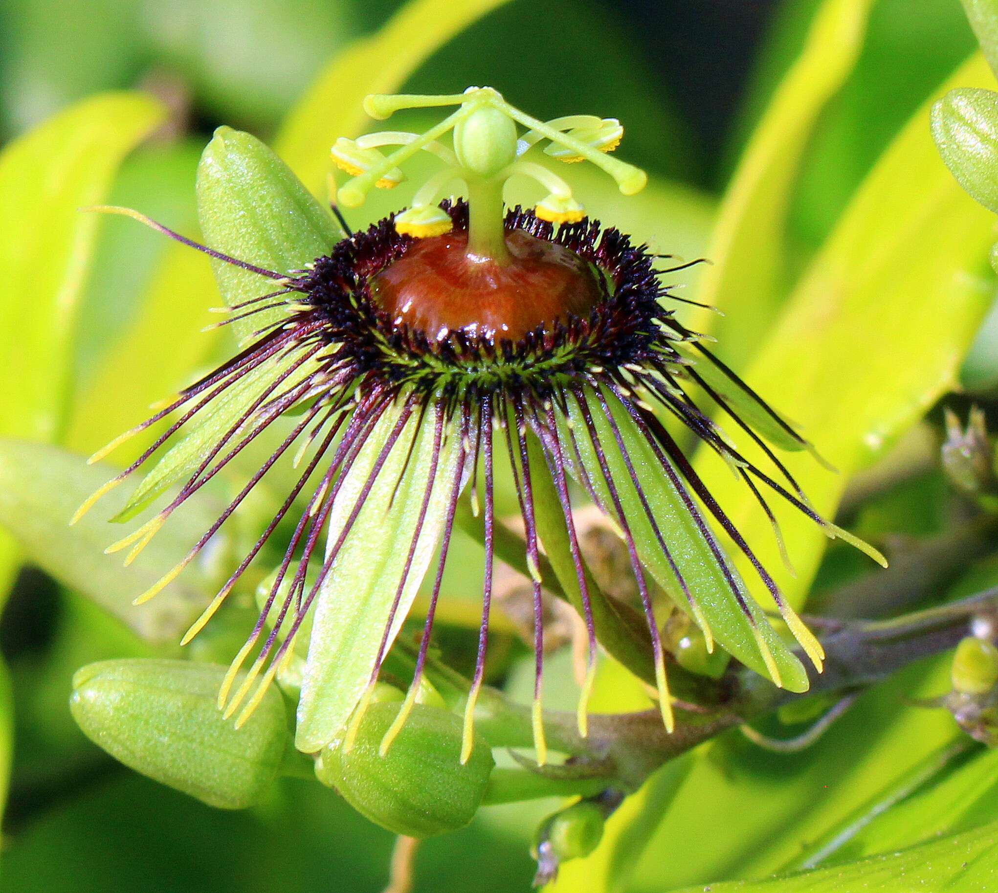 Bizarre Passion Flower in Bloom – April