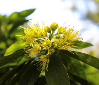 Golden Penda in Bloom 