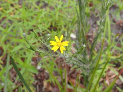 Pityopsis graminifolia