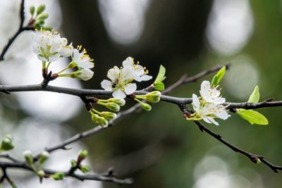 Chickasaw plum (P. angustifolia)