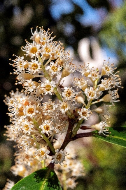 Carolina laurel-cherry close up