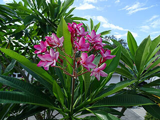 Plumeria rubra (Dogbane family) – August