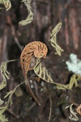 Pleopeltis polypodioides (Polypodiaceae)