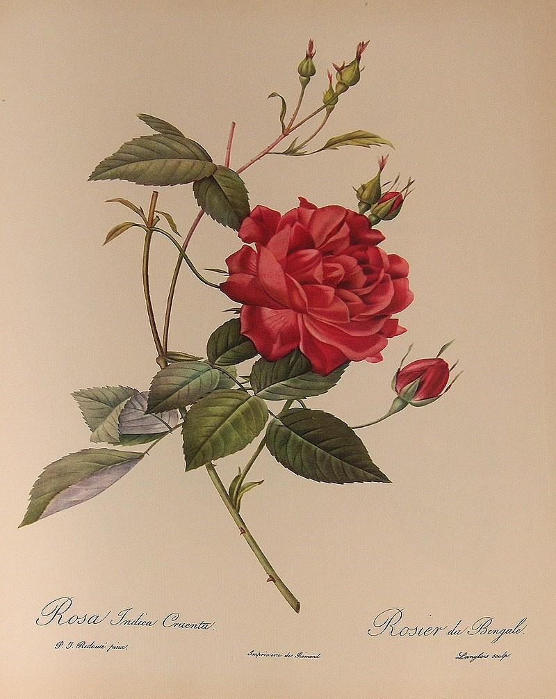 Rose Painting