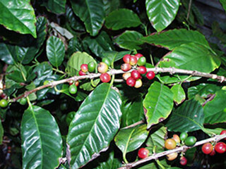 Coffea arabica (Rubiaceae) – December