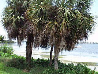 Sabal palmetto MSBG D19-1