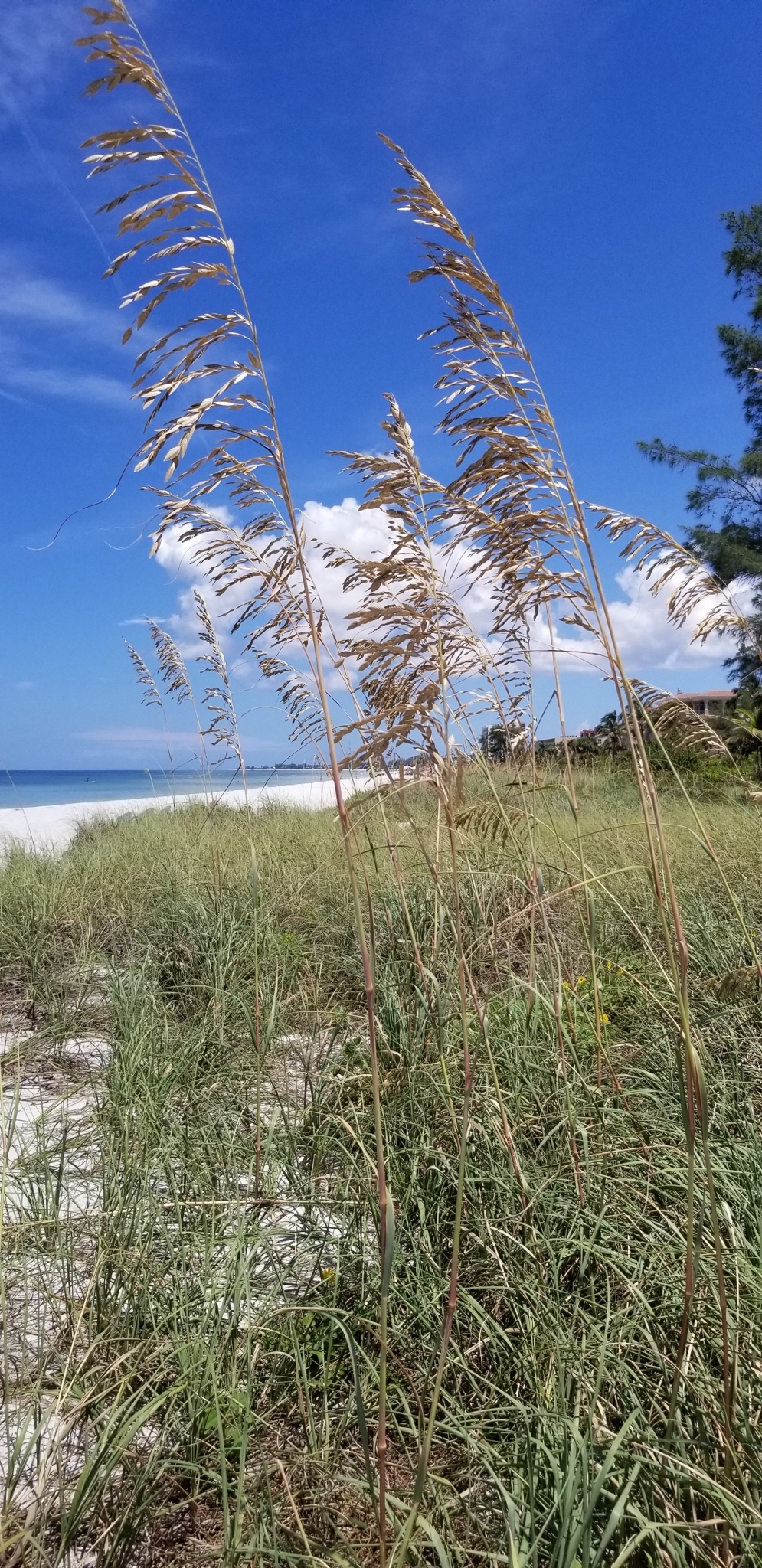 sea oats