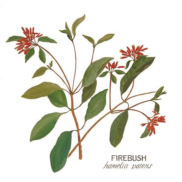 firebush painting