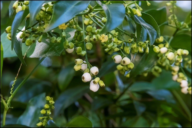 snowberry