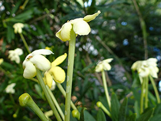 Serpintine Hill Raintree (Nightshade Family) – February