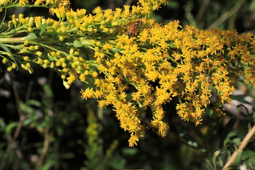 Photo of Solidago sempervirens