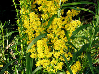 solidago-sempervirens-320x240