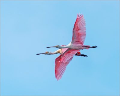 Two Spoonbills