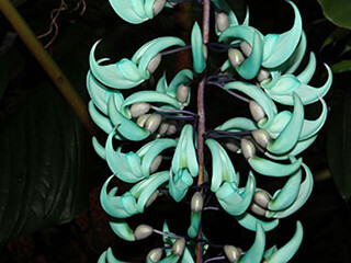 Jade Vine (Legume family) – March