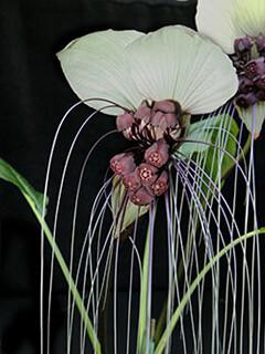 tacc-tacca-integrifolia-cv-240