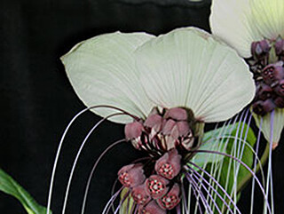 Tacca integrifolia ‘Nivea’ (Dioscoreaceae) – October