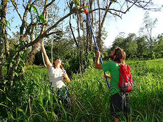 Laurie Birch and David  Troxell collecting a Trichocentrum orchid