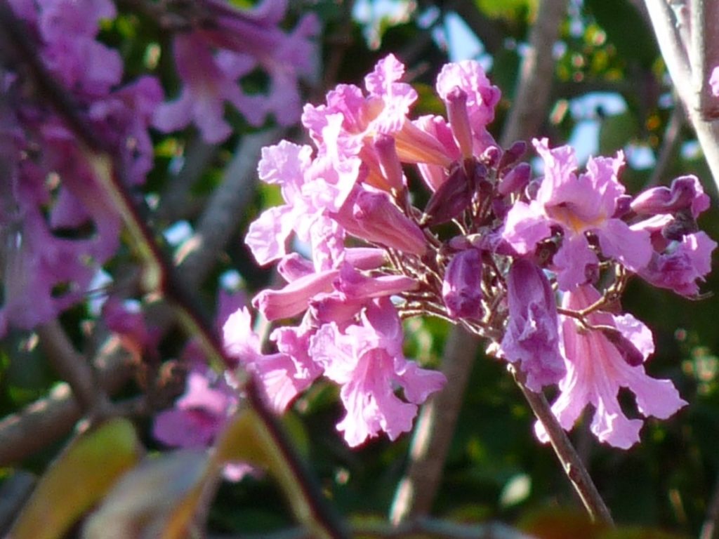 Trumpet Flowers