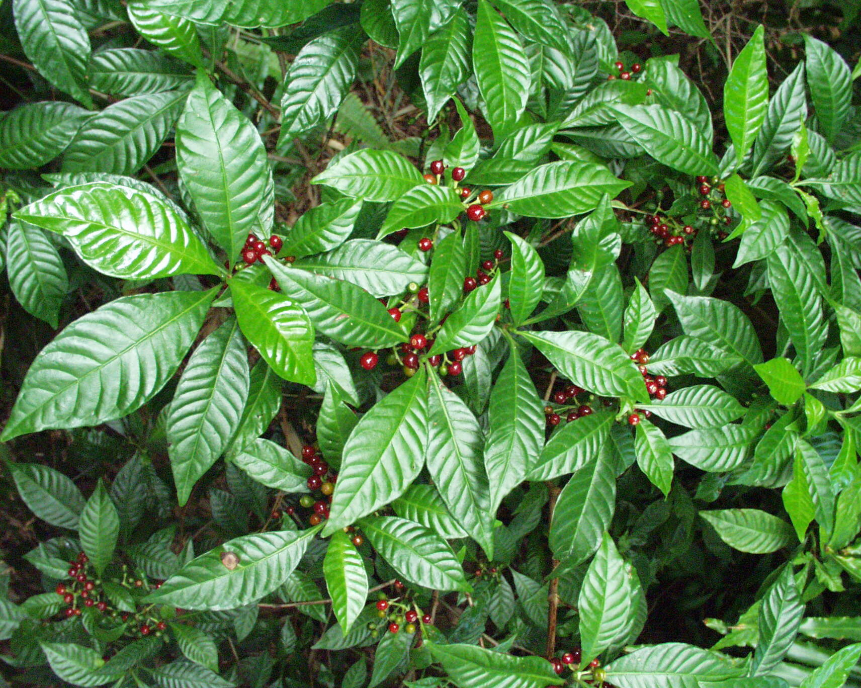 Wild Coffee, a Florida Native Spring Beauty – May