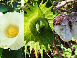 Wild cotton, uplands cotton(hibiscus family) – February