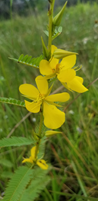 Chamaecrista fasciculata