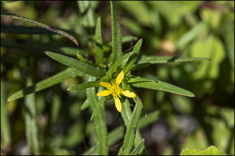 chinchweed ecoflora