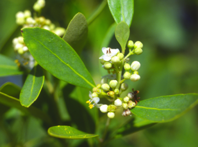 white inkberry