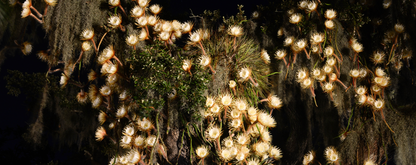 Queen of the Night Blooming