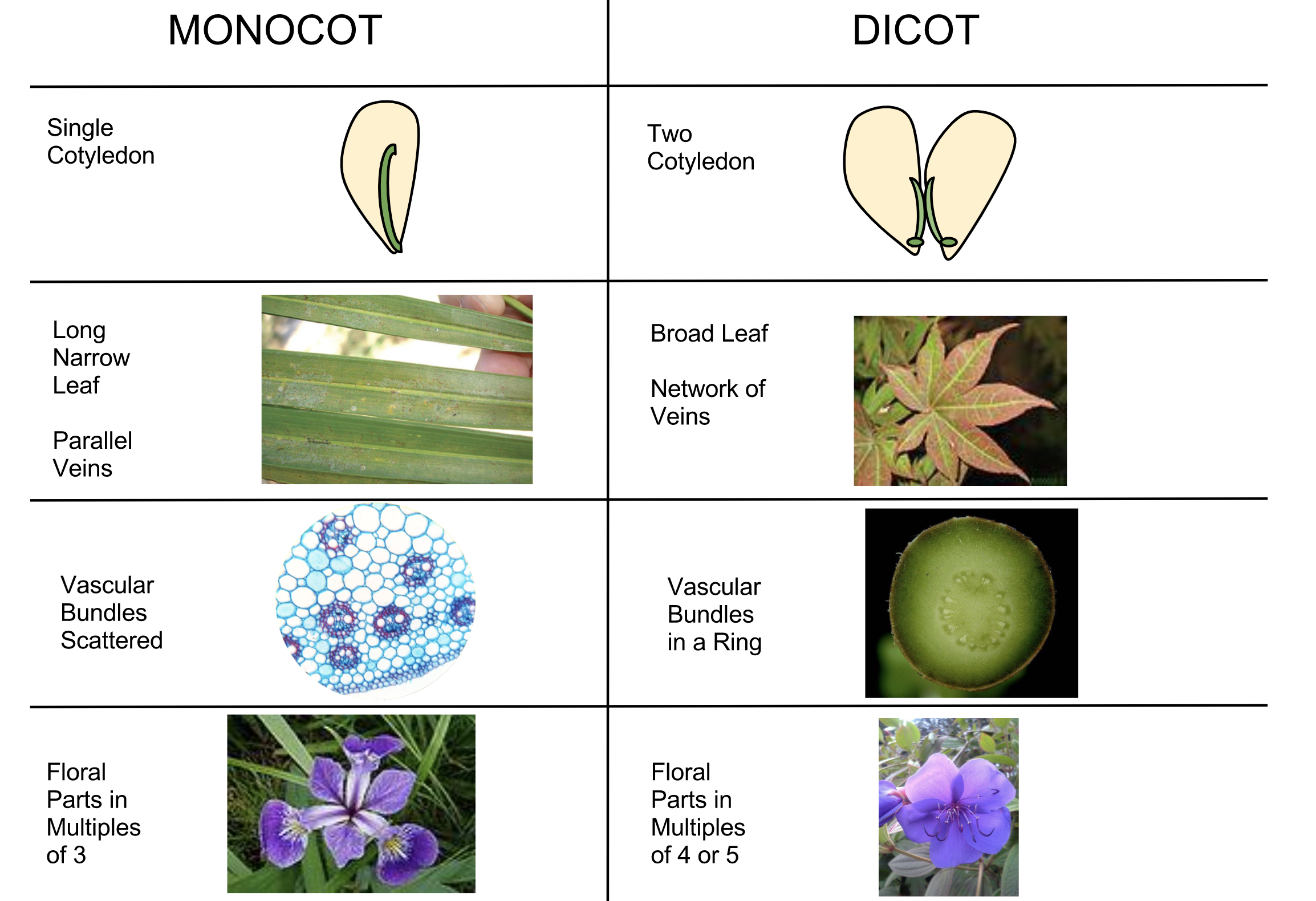 Monocot vs Dicots