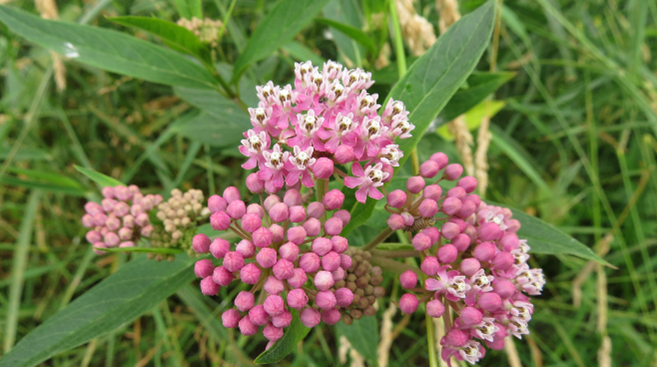 swamp milkweed