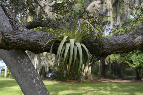 Tilly Tally Two: Revisiting Our Local Tillandsias