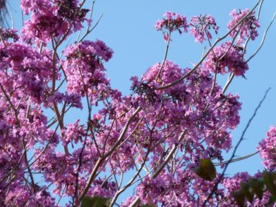 Flowers of the pink trumpet tree 